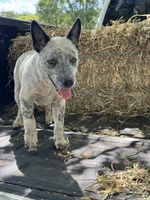 Hoss, a male Australian Cattle Dog for sale in Tampa, FL – 3 of 6