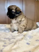 Daphne , a female Pekingese for sale in Tampa, FL – Photo 3 of 3