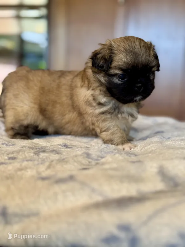 Daphne , a female Pekingese for sale in Tampa, FL – Photo 1 of 3