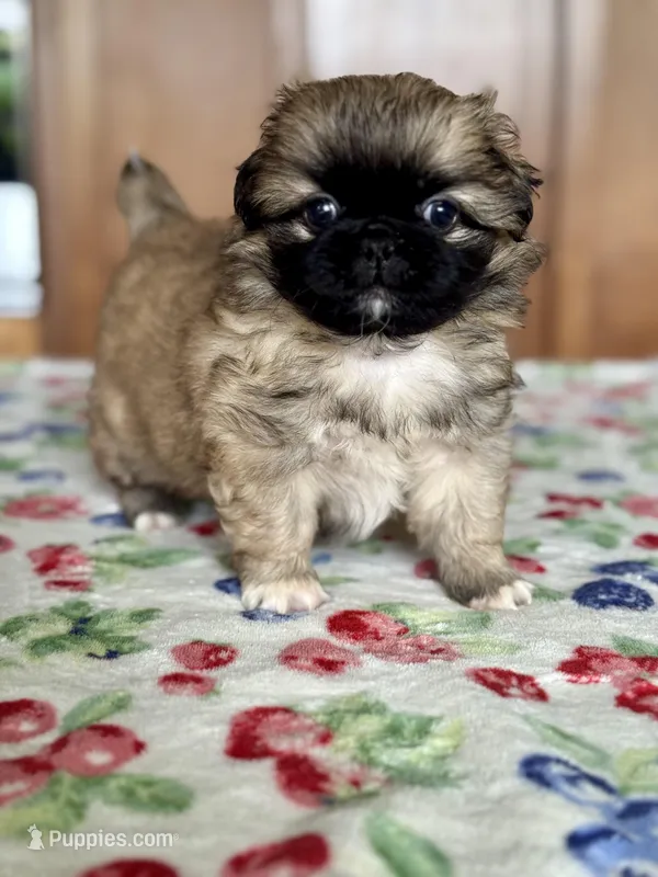 Daphne  – Pekingese puppy for sale in Tampa, FL