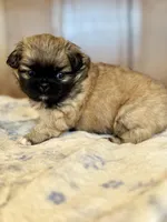 Daphne , a female Pekingese for sale in Tampa, FL – Photo 2 of 3