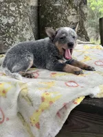 Foxy , a female Australian Cattle Dog for sale in Tampa, FL – 3 of 3