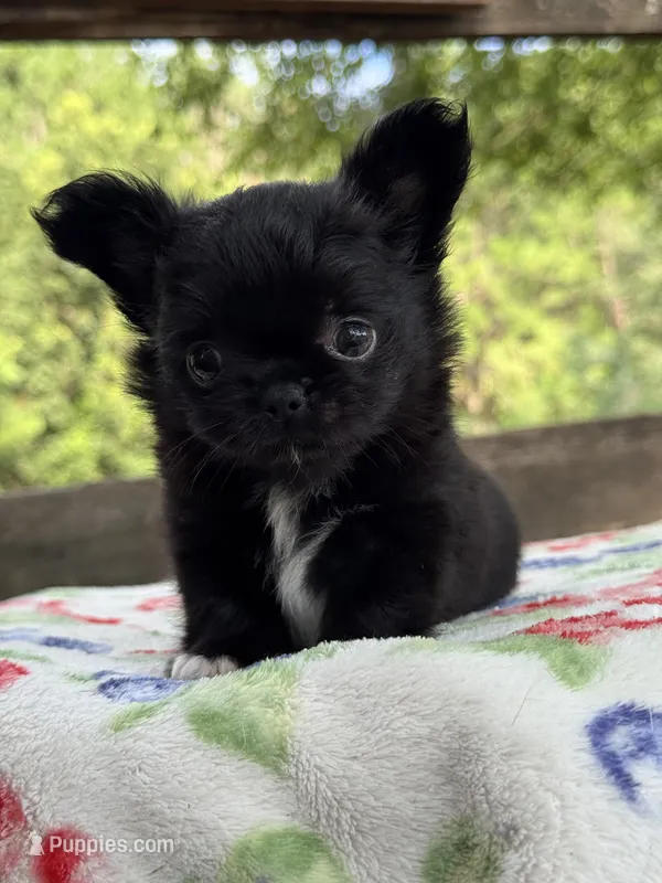 Bear – Chihuahua puppy for sale in Tampa, FL