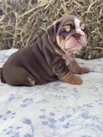 Kisses , a female English Bulldog for sale in Tampa, FL – 6 of 8