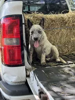 Hoss, a male Australian Cattle Dog for sale in Tampa, FL – 5 of 6