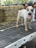 Scarlett, a female Australian Cattle Dog for sale in Tampa, FL – 2 of 7
