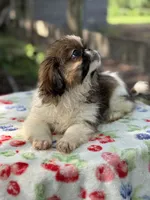 Daphne , a female Pekingese for sale in Tampa, FL – 4 of 10