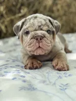 Athena, a female English Bulldog for sale in Tampa, FL – 8 of 10