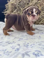 Kisses , a female English Bulldog for sale in Tampa, FL – 2 of 8