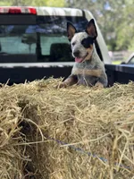 Shanda , a female Australian Cattle Dog for sale in Tampa, FL – 2 of 4