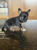 Tinker, a female Chihuahua for sale in Tampa, FL – Photo 1 of 4