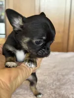 Tinker, a female Chihuahua for sale in Tampa, FL – Photo 4 of 4