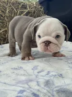 Cillian , a male English Bulldog for sale in Tampa, FL – 6 of 7