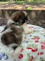 Daphne , a female Pekingese for sale in Tampa, FL – 5 of 10