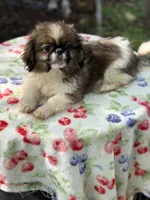 Daphne , a female Pekingese for sale in Tampa, FL – 2 of 10