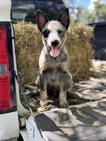 Daniel , a male Australian Cattle Dog for sale in Tampa, FL – 1 of 6