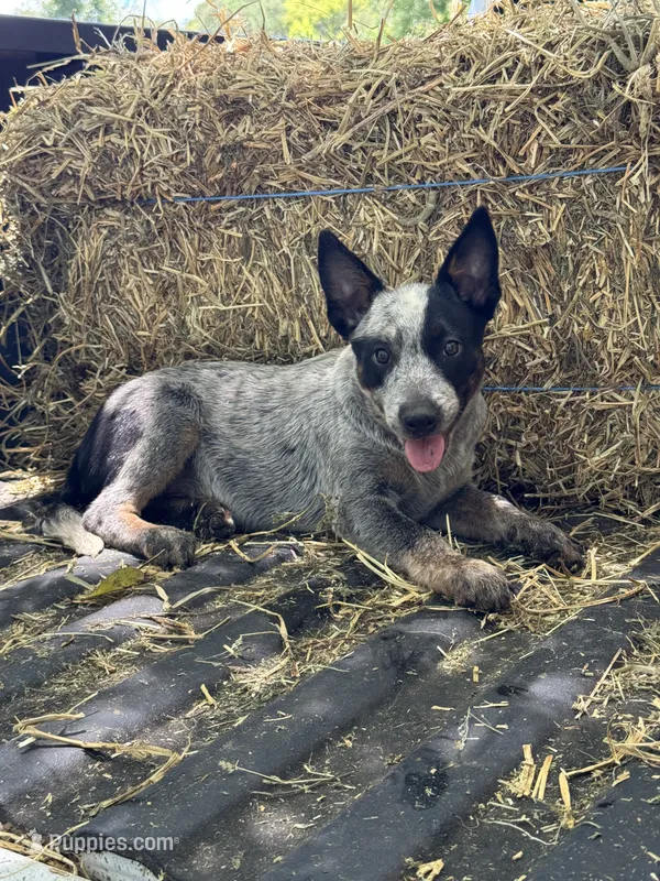 Bronc  – Australian Cattle Dog puppy for sale in Tampa, FL