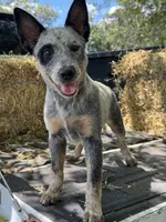 Daniel , a male Australian Cattle Dog for sale in Tampa, FL – 3 of 6