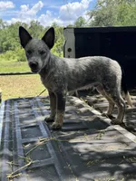 Frost, a male Australian Cattle Dog for sale in Tampa, FL – 5 of 5