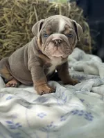 Henry, a male English Bulldog for sale in Tampa, FL – 3 of 4