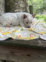 Saffron , a female Australian Cattle Dog for sale in Tampa, FL – 3 of 4