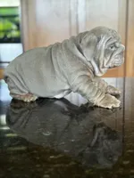 Belvedere , a male English Bulldog for sale in Tampa, FL – 6 of 6