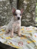 Sugar, a female Australian Cattle Dog for sale in Tampa, FL – 1 of 6