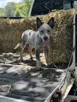 Frost, a male Australian Cattle Dog for sale in Tampa, FL – 2 of 5