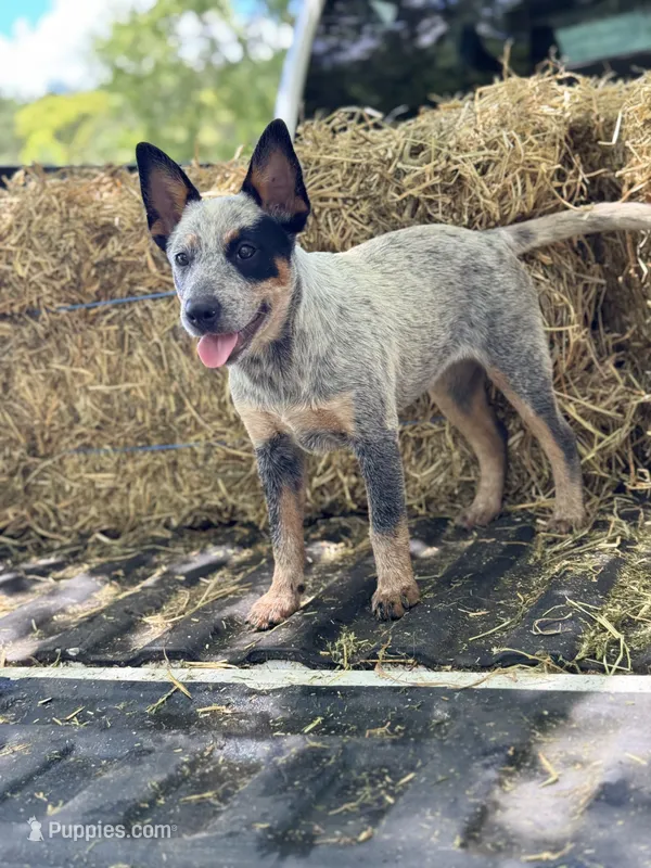 Shanda  – Australian Cattle Dog puppy for sale in Tampa, FL