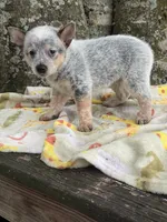 Bella , a female Australian Cattle Dog for sale in Tampa, FL – 5 of 5