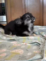 Flora, a female Chihuahua for sale in Tampa, FL – 3 of 4