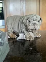 Belvedere , a male English Bulldog for sale in Tampa, FL – 3 of 6