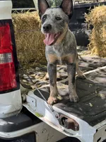 Daniel , a male Australian Cattle Dog for sale in Tampa, FL – 2 of 6