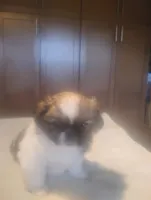 Daphne , a female Pekingese for sale in Tampa, FL – 2 of 3