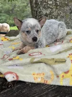 Bella , a female Australian Cattle Dog for sale in Tampa, FL – 4 of 5