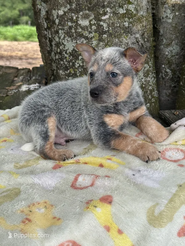 Dean – Australian Cattle Dog puppy for sale in Tampa, FL