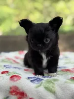Bear, a male Chihuahua for sale in Tampa, FL – 2 of 6