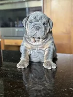 Benny, a male English Bulldog for sale in Tampa, FL – 2 of 5