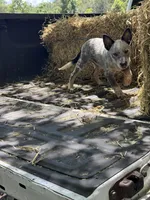 Frost, a male Australian Cattle Dog for sale in Tampa, FL – 3 of 5