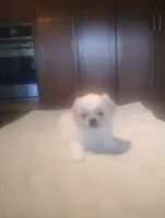 Penelope, a female Pekingese for sale in Tampa, FL – 2 of 2