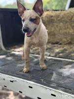 Scarlett, a female Australian Cattle Dog for sale in Tampa, FL – 6 of 7