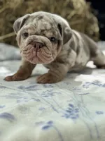 Athena, a female English Bulldog for sale in Tampa, FL – 2 of 10