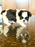 Sebastian , a male Pekingese for sale in Tampa, FL – Photo 2 of 4