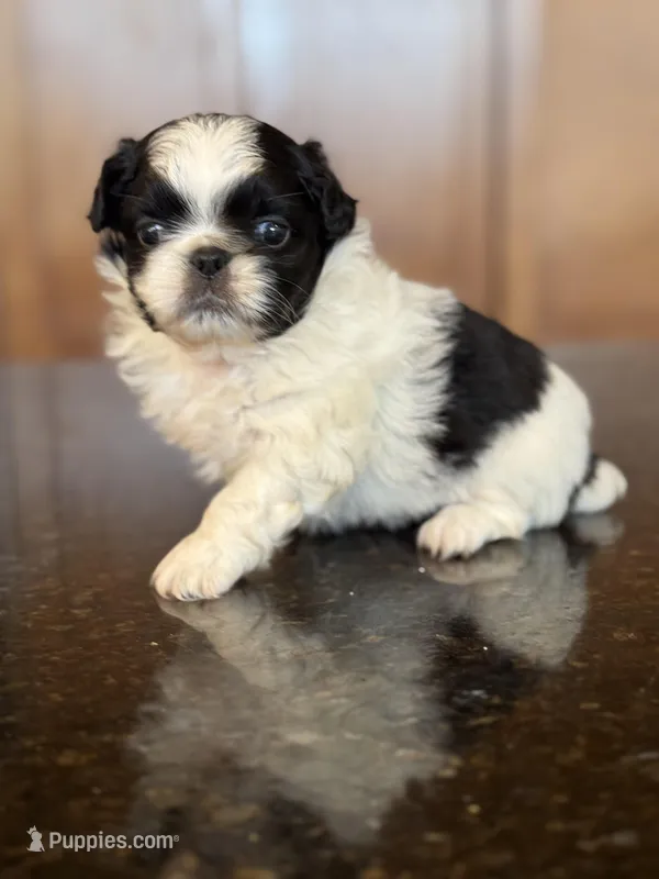 Sebastian  – Pekingese puppy for sale in Tampa, FL
