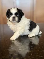 Sebastian , a male Pekingese for sale in Tampa, FL – Photo 1 of 4