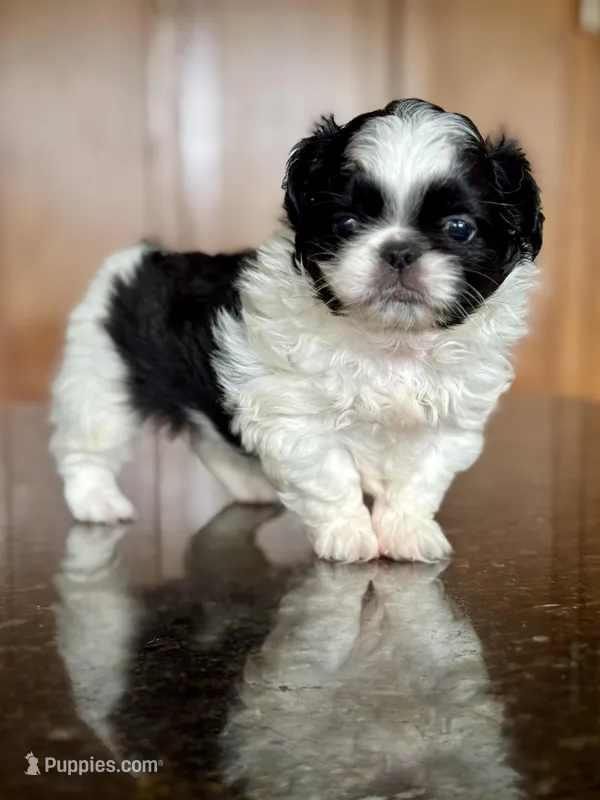 Sebastian  – Pekingese puppy for sale in Tampa, FL