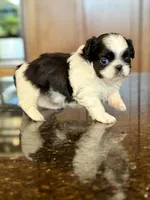 Sebastian , a male Pekingese for sale in Tampa, FL – Photo 3 of 4