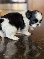 Sebastian , a male Pekingese for sale in Tampa, FL – Photo 4 of 4