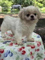 Teddy , a male Pekingese for sale in Tampa, FL – 4 of 8