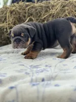 Emma, a female English Bulldog for sale in Tampa, FL – 3 of 6